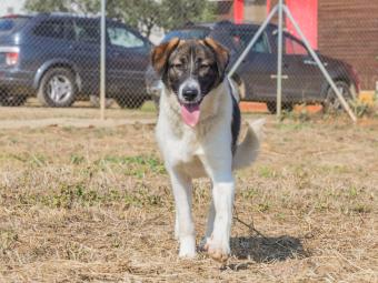 Tana, sweet loving dog for adoption