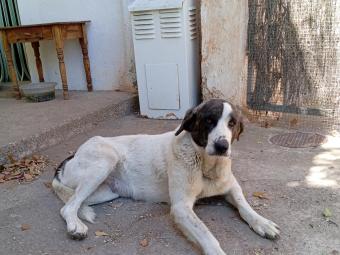 Young female mastiff (cross?) with only 3 legs