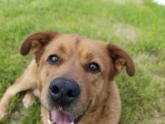 King Kong is a male mastin mix